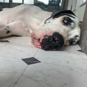 Meet your Posher, Jose